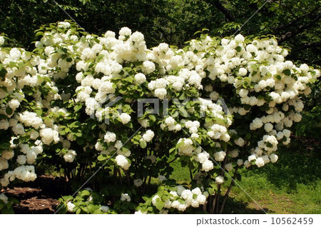 Flowers of the Odemari 10562459