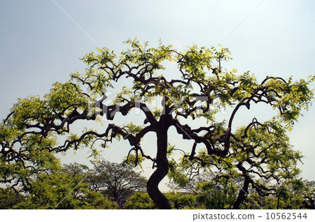 新鮮的綠色蕨類植物 10562544