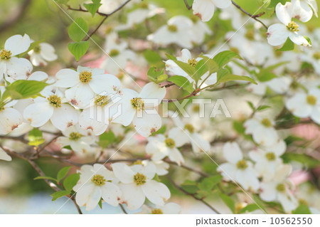 山茱萸花 山茱萸花 10562550