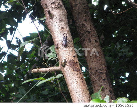 Saw toothbrush 10562555