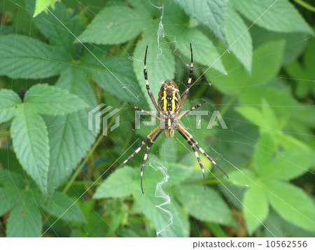 Argiope spider 10562556