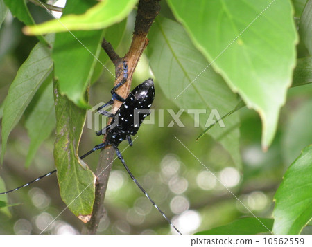 Affiliation Affiliation 10562559