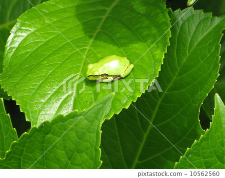 日本黑蛙 10562560