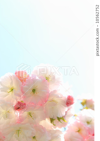 雙櫻花 10562752