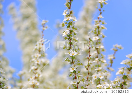 Yukiyanagi White Spirea Yukiyanagi White Spirea 10562815