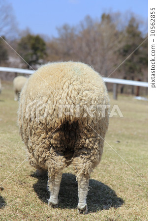 Sheep's behind ass Sheep's behind ass 10562855