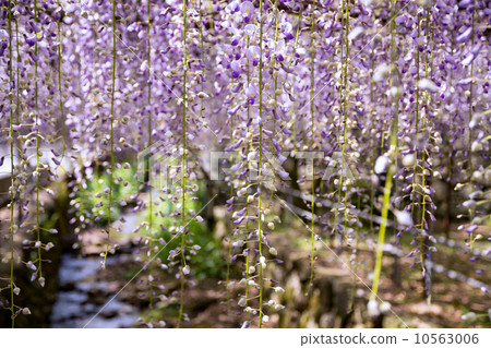 Wisteria curtain Wisteria curtain 10563006