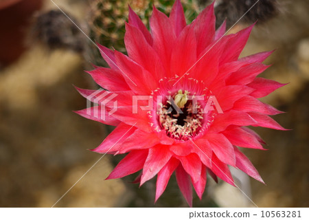 Cactus 'glossy crane' Cactus 'glossy crane' 10563281