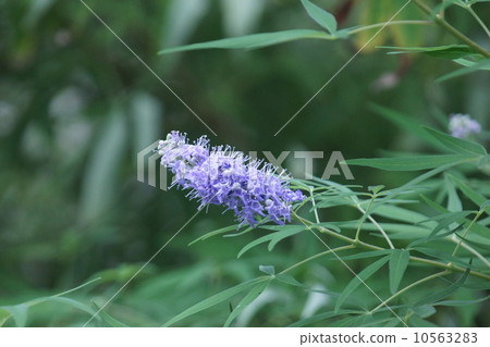 我是人參樹胡蘿蔔。 10563283