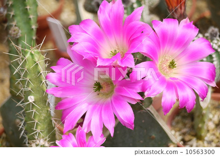 Cactus 'Mifa Flower' Cactus 'Mifa Flower' 10563300
