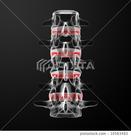 intervertebral discs 10563483