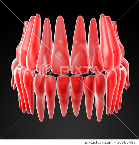 human teeth human teeth 10563486
