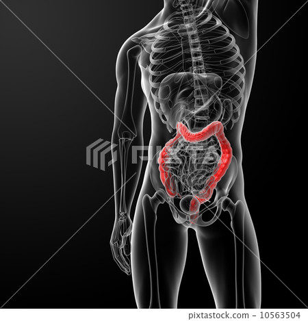 large intestine 10563504