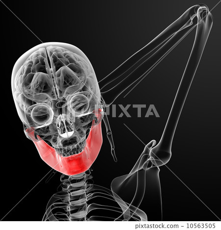 jaw bone 10563505