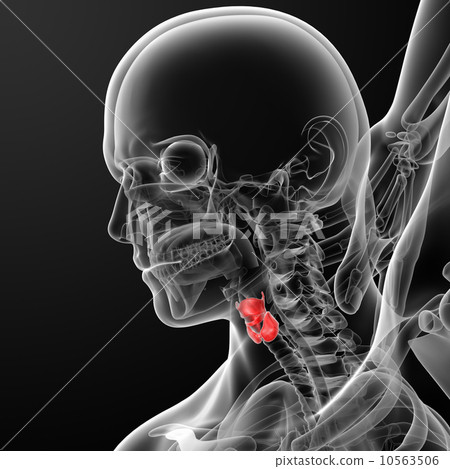 larynx 10563506