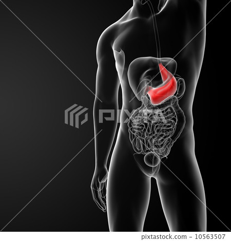 stomach 10563507