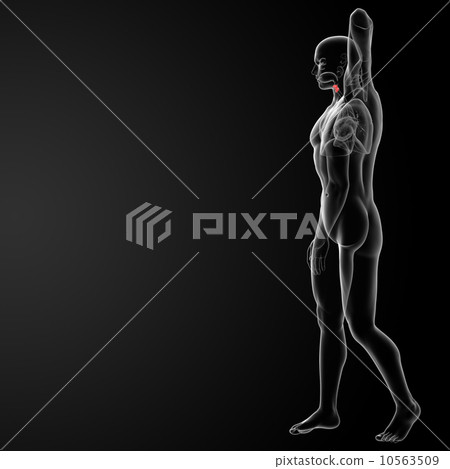 larynx 10563509