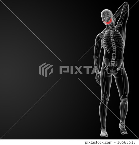 jaw bone 10563515