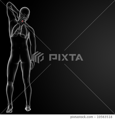 larynx 10563518
