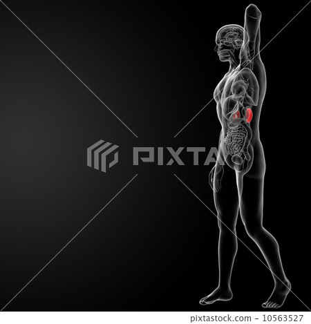 kidney 10563527