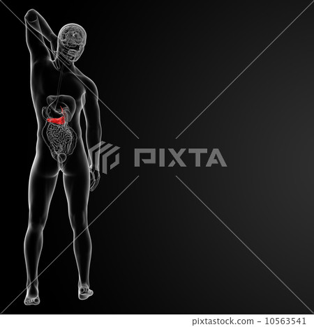 Pancreas and Gallbladder 10563541