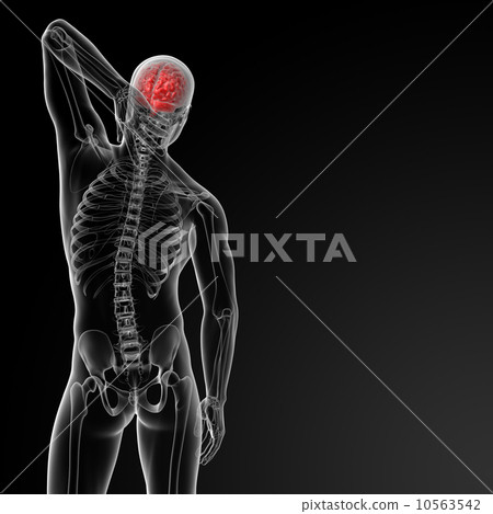 brain brain 10563542