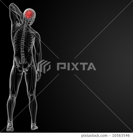 brain brain 10563546