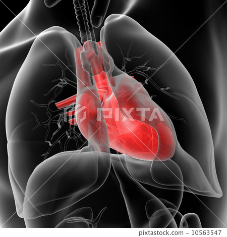 human heart 10563547