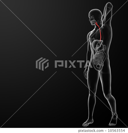esophagus 10563554