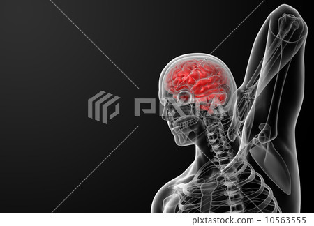 brain brain 10563555