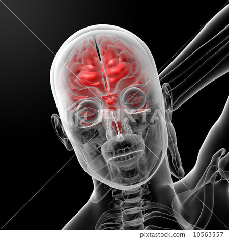 brain brain 10563557