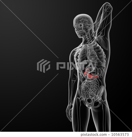 Pancreas and Gallbladder Pancreas and Gallbladder 10563573