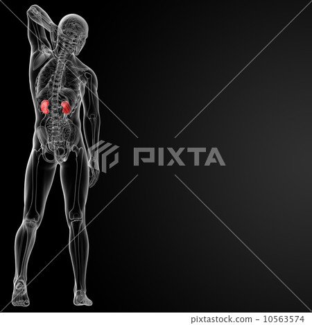 kidney 10563574