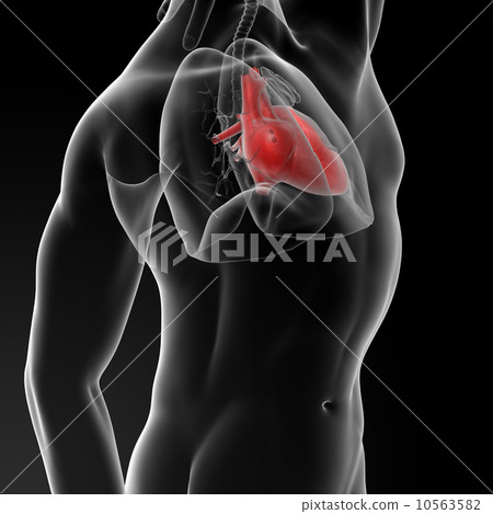 human heart 10563582