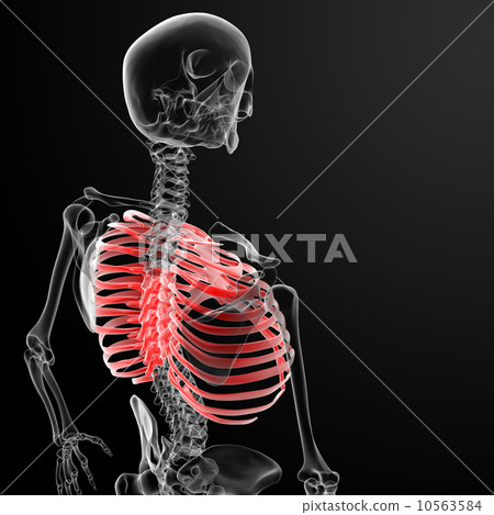 ribcage 10563584