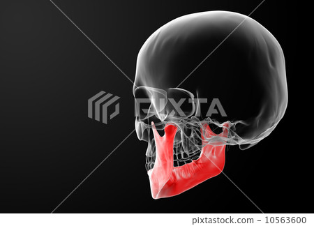 Human Skull. Upper half. Human Skull. Upper half. 10563600