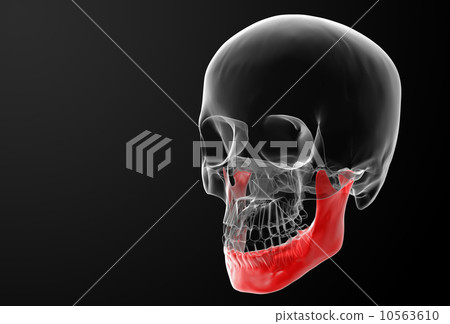 jaw bone jaw bone 10563610