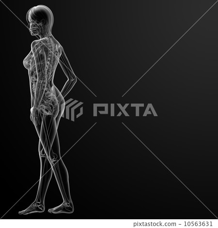3d render of the female 10563631