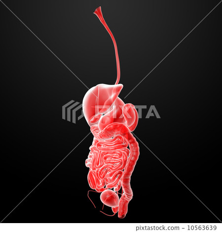 The human digestive system The human digestive system 10563639