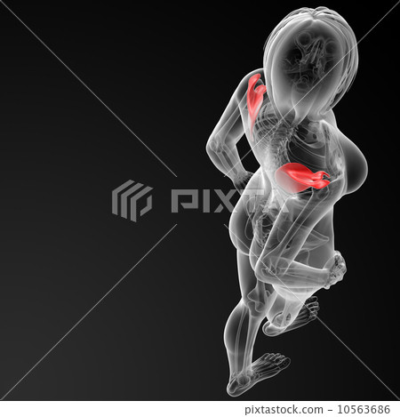 3d render female scapula bone 3d render female scapula bone 10563686