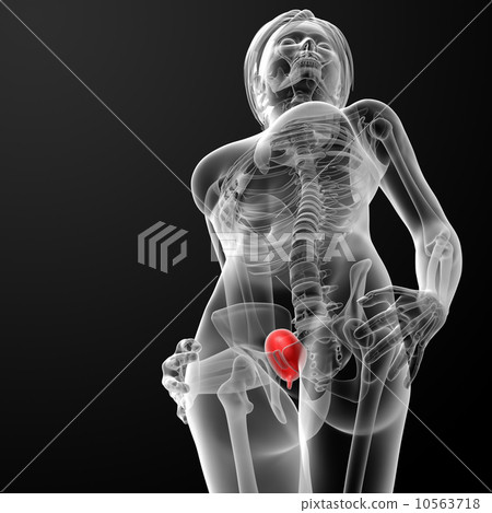 3d render female bladder anatomy x-ray 10563718