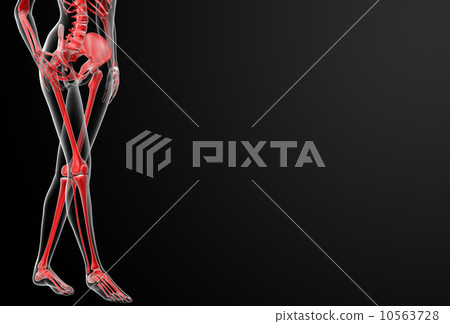 3d render of the female skeleton 10563728
