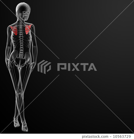 3d render female scapula bone 10563729