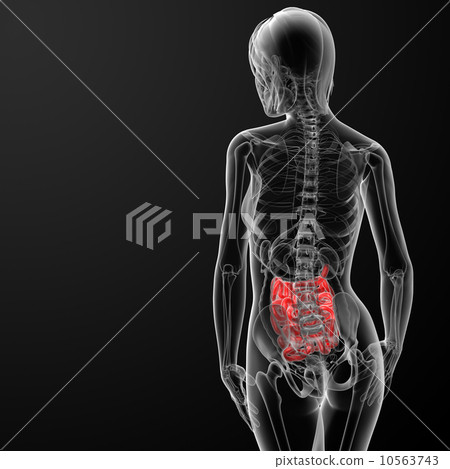 3d render of the female small intestine 3d render of the female small intestine 10563743