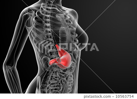 3d render of the female stomach 10563754