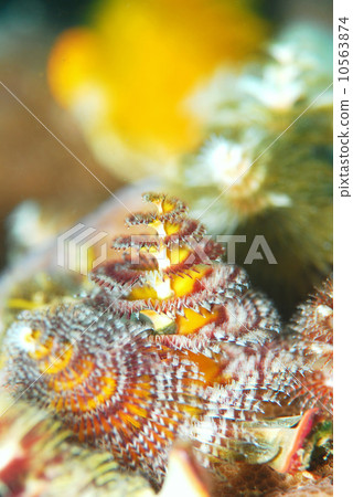 大旋鰓蟲 10563874