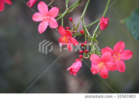 羚牛'Zakura 羚牛'Zakura 10563903