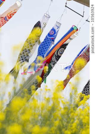 鯉魚飄帶和油菜花 10563924