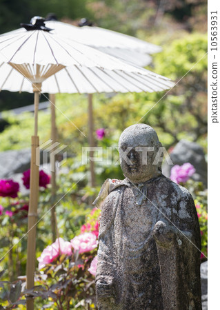 Taimaji Okuin和牡丹的寺廟 10563931