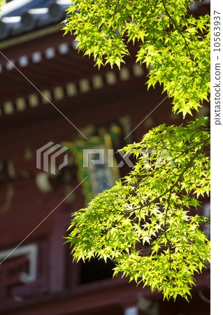 Taimaji寺廟新綠色 10563937